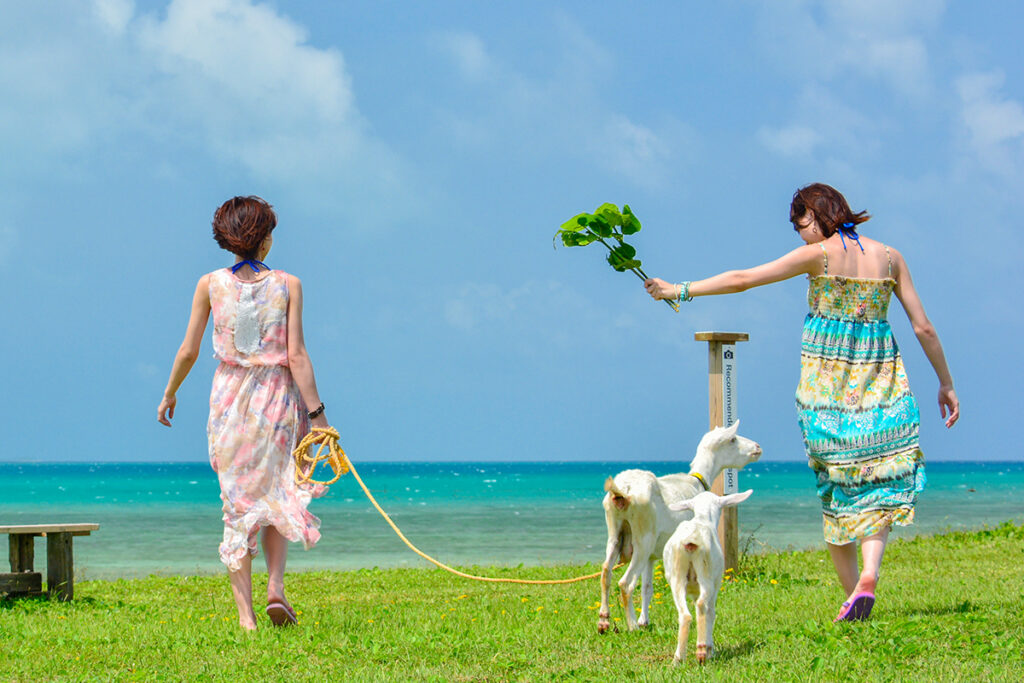 【はいむるぶしが贈る夏の特別体験|小浜島の自然と癒しに包まれるフリープログラム】 8 sub8 3