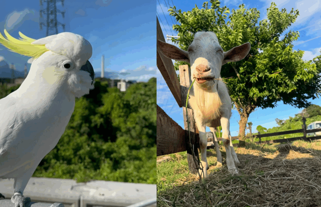 沖縄の海風と馬と。ムービーウェディング「oshi-dori」第3弾、ホースガーデンちゅらんで始動——祝うことが命を守る日に 5 sub1 11