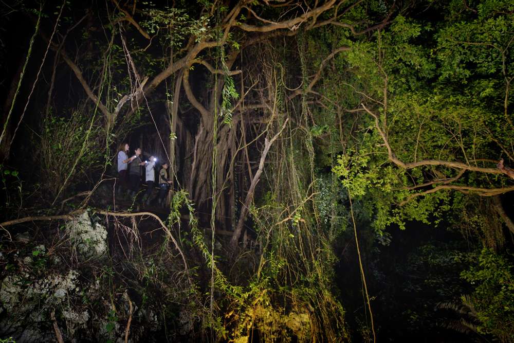 沖縄南部の冬夜に本物ジャングル探検ツアー開催 2 sub2 24