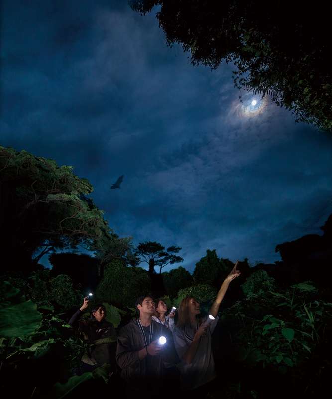 沖縄南部の冬夜に本物ジャングル探検ツアー開催 4 sub6 12
