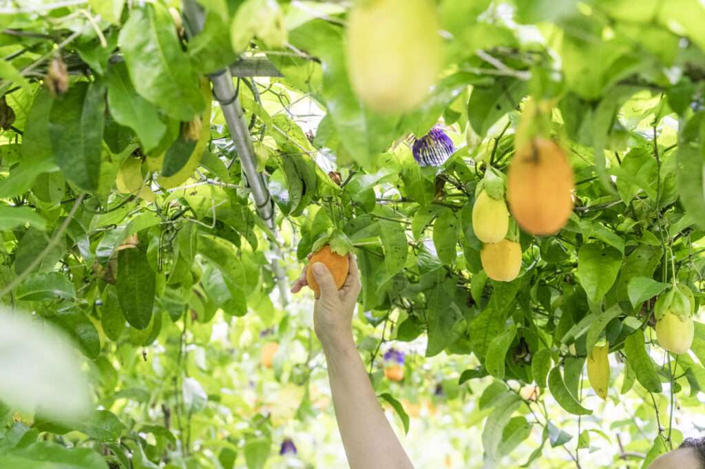 沖縄・ジ・アッタテラス「テラスの収穫祭」開催 自家農園の恵みを堪能 5 sub11 7