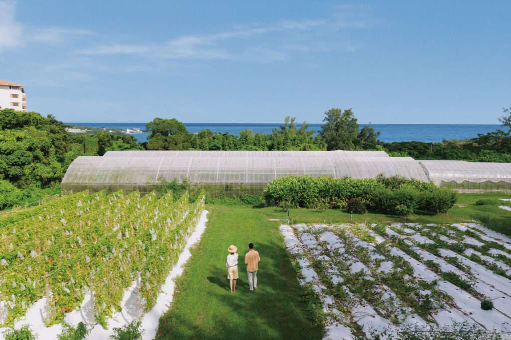 沖縄・ジ・アッタテラス「テラスの収穫祭」開催 自家農園の恵みを堪能 3 sub9 9