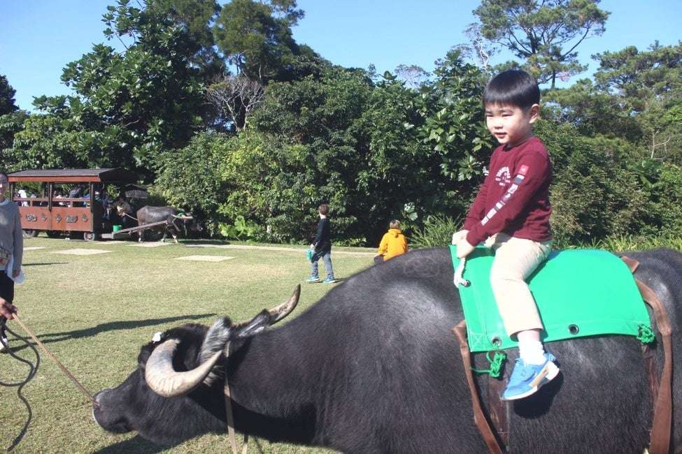 のんびりと森を歩く水牛背乗り体験