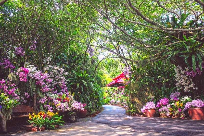 =色とりどりのランが彩る「うりずんの花道」