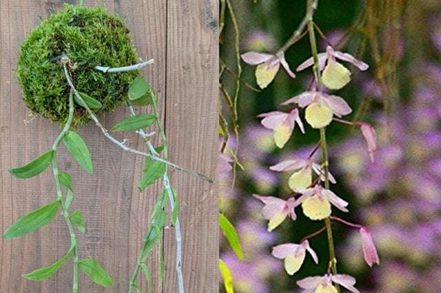 自分だけの作品を作る「らんの苔玉」体験