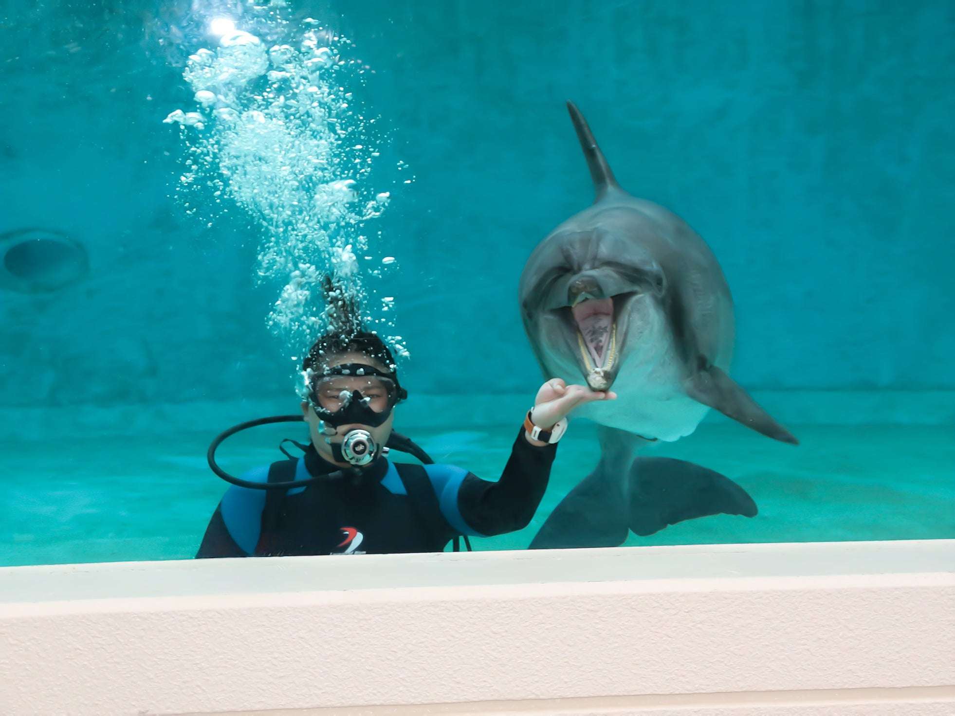 世界最長飼育記録を更新し続けるミナミバンドウイルカの「ムク」